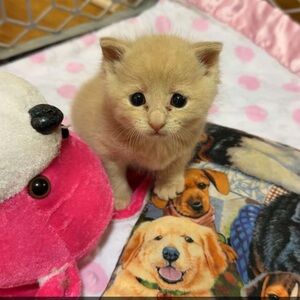 Meet your Posher, Jessie